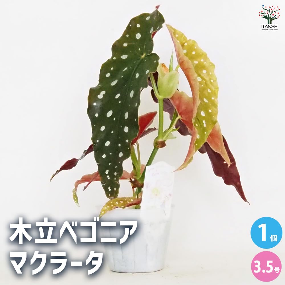 Amazon｜ITANSE 木立ベゴニア マクラータ 3.5号鉢 1個売り【観葉